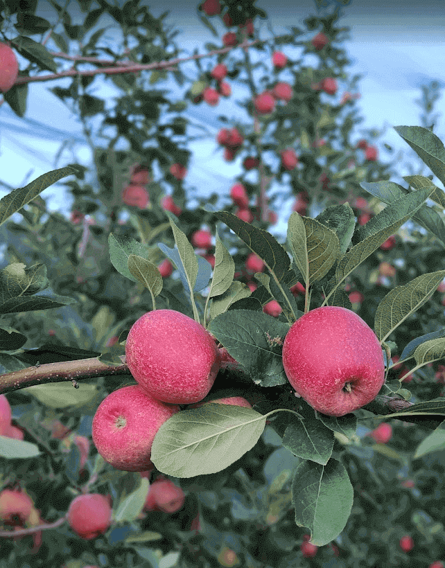 Read more about the article Fraiburgo realiza Abertura Oficial da Colheita da Maçã com a presença de lideranças do turismo nacional